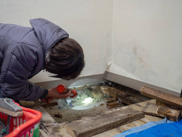 Best Mold Prevention Services  in Crest Hl, IL